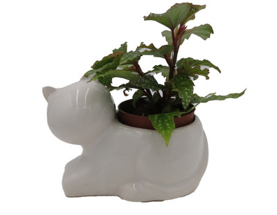 Cat Ceramic Planter with Surprise Terrarium Plant -3" Pot
