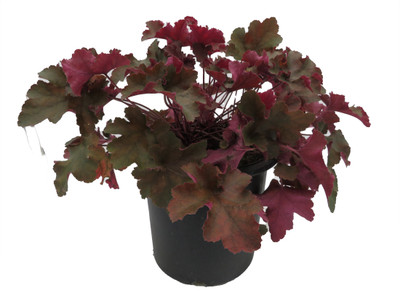 Ruffles™ Chocolate Coral Bells - Heuchera - Fragrant - Shade Perennial - Gallon Pot