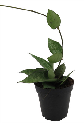 Black Margin Hoya Parasitica - 4" Pot - Collector's Series