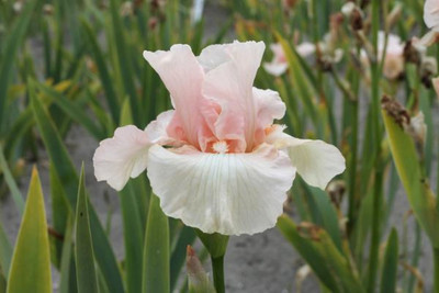 Beverly Sills German Bearded Iris -#1 Size Root- Blush Pink