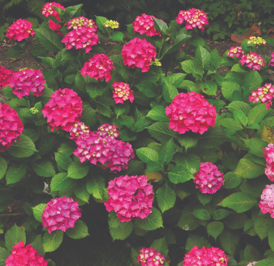 Glowing Embers Hydrangea macrophylla - Excellent Bloomer - Quart Pot