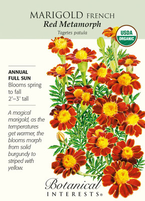 Organic Red Metamorph French Marigold Seeds - 150 Milligrams