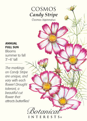 Candy Stripe Cosmos Seeds - 500 mg - Annual