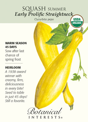 Organic Early Prolific Straightneck Squash Seeds - 2 g