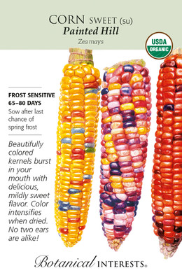 Organic Painted Hill Sweet Corn Seeds - 8 grams - Botanical Interests
