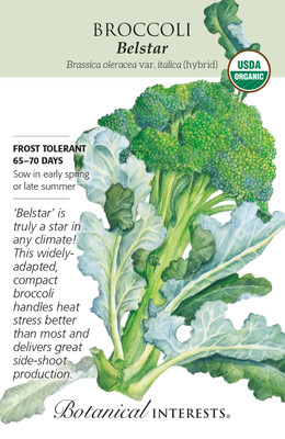 Organic Belstar Hybrid Broccoli Seeds - 25 Seeds