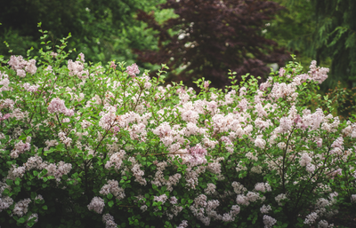 Pearl Potion - Syringa meyeri - Quart Pot