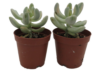 Apricot Variegated Graptopetalum -2 Pack 2" Pots- Succulent