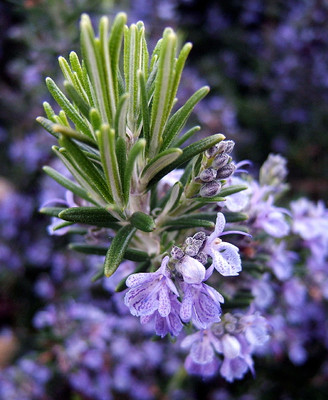 Rosemary Plant - Great Herb Plant for Indoors or Out -  4" pot