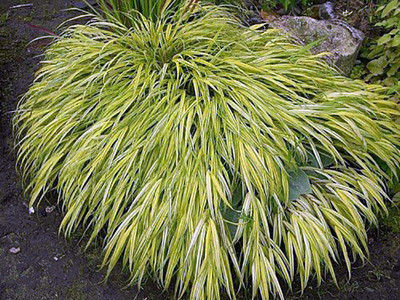 Golden Japanese Forest Grass - Hakonechloa aureola - 4" Pot - Shade Lover
