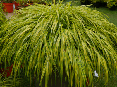 Golden Japanese Forest Grass - Hakonechloa aureola - 4" Pot - Shade Lover