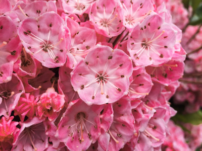Tiddlywinks Dwarf Mountain Laurel - Kalmia - Very Hardy - 4" Pot