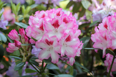 Cherry Cheesecake Rhododendron - Evergreen - 4" Pot