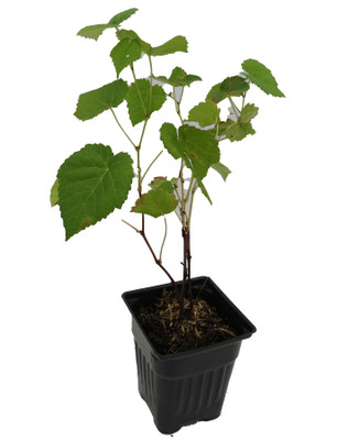 Venus Grape - Seedless Grape Plant - Vitis - 4" pot