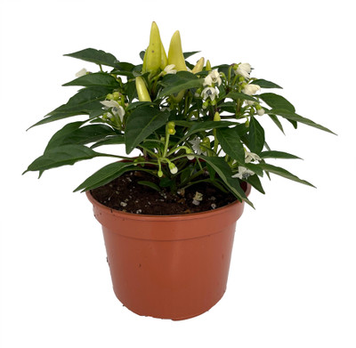 Grower's Choice Ornamental Pepper Plant - 4" Pot