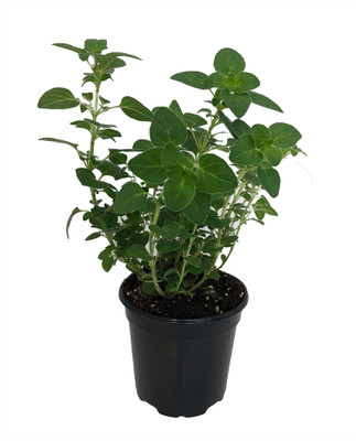 Oregano Herb Plant - 3" Pot - Organum - Live Plant