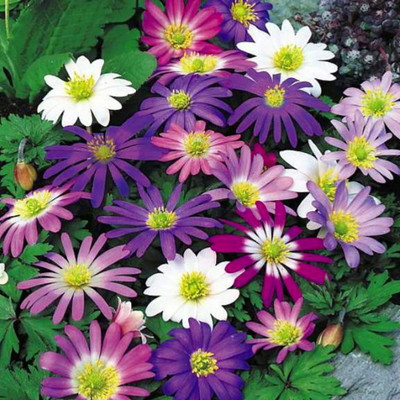 Windflower - Anemones blanda - 20 Mixed Bulbs - 5/+ cm - Very Hardy!