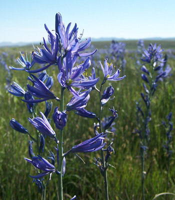 Camas Lily - Camassia quamash - 20 Bulbs - 6/ + cm Bulbs - Very Hardy