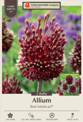 Red Mohican Allium - Deep Red Blooms and Fragrant - 2 Bulbs - 10/+ cm