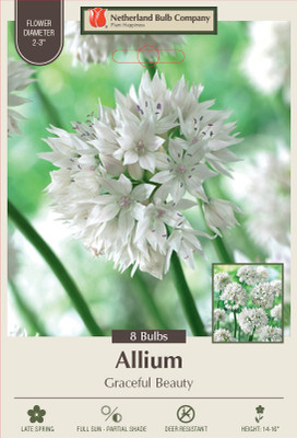 Graceful Beauty Allium - Persian Onion - 8 Bulbs - 6/+ cm Bulbs