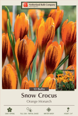 Orange Monarch Snow Crocus - 5/+ cm Bulbs - 10 Bulbs
