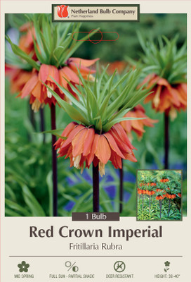 Red Crown Imperial Lily - Fritillaria rubra maxim - 20/24 cm Bulb - 1 Bulb