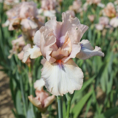 Concertina Bearded Iris - Rebloomer - Top Size Rhizome - 1 Bulb