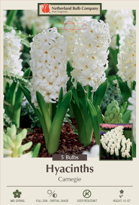 Carnegie Hyacinth - Pure White - Fragrant - 15/16 cm Bulbs - 5 Bulbs