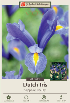 Sapphire Beauty Dutch Iris - Multiply Rapidly -20 Bulbs - 8/9 cm Bulbs