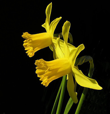 February Gold Cyclamineus Narcissus/Daffodil - 7 Bulbs - 12/14 cm Bulbs
