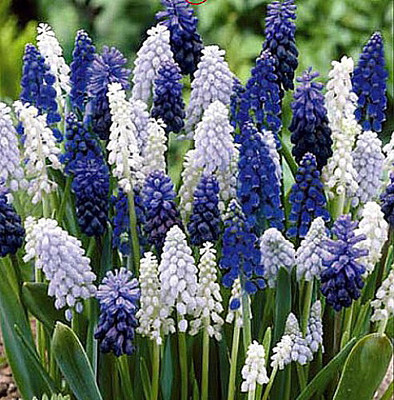 Delft Blue Grape Hyacinth Mix - Muscari - 8/9 cm Bulbs - 40 Bulbs