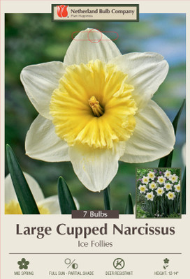 Ice Follies Daffodil - Large Cupped Narcissus - 7 Bulbs - 14/16 cm Bulbs