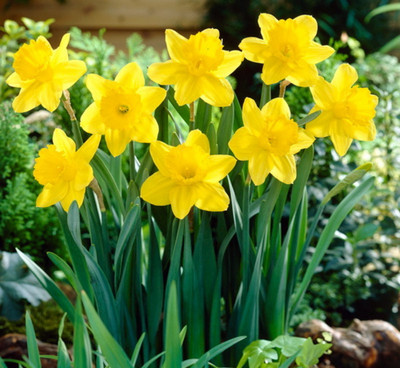 Gigantic Star Large Cupped Daffodil - 14/16 cm Bulbs - 7 Bulbs