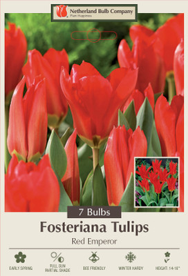 Red Emperor Fosteriana Tulip 7 Bulbs - Heirloom - 12/+ cm Bulbs