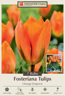 Orange Emperor Fosteriana Tulip 7 Bulbs - Strong Grower - 12/+ cm Bulbs