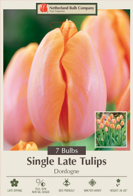 Dordogne Single Late Tulip - 12/+ cm Bulbs - 7 Bulbs