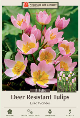 Lilac Wonder Tulip - Very Hardy - 6/+ cm Bulbs - 15 Bulbs