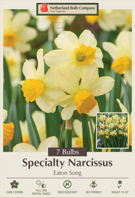Eaton Song Daffodil - Narcissus - 12/14 cm Bulbs - 7 Bulbs