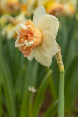 Bon Bon Daffodil - Narcissus - 5 Bulbs - 12/14 cm Bulbs