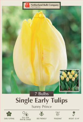 Sunny Prince Tulip - 12/+ cm  -7 Bulbs - Early Blooming - Lemon Yellow