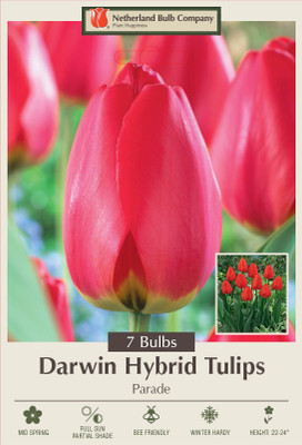 Parade Darwin Hybrid Tulip - Vivid Red-Orange - 12/+ cm Bulbs -7 Bulbs