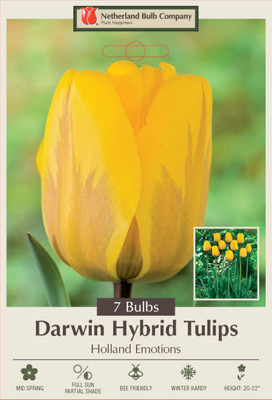 Holland Emotions Darwin Hybrid Tulip - 12/+ cm Bulbs - 7 Bulbs