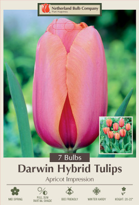 Apricot Impression Darwin Tulip - 12/+ cm Bulbs -7 Bulbs