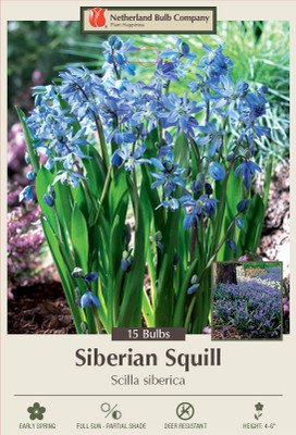 Siberian Squill - Scilla siberica - 7/8 cm Bulbs -15 Bulbs