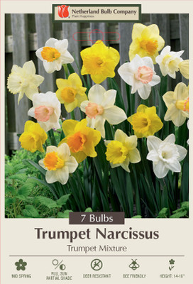 Trumpet Mix Narcissus - Daffodil - 14/16 cm Bulbs - 7 Bulbs