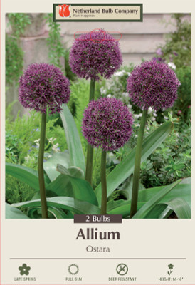 Ostara Ornamental Allium 2 Bulbs - 14/16 cm Bulbs