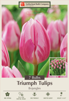 Bojangles Triumph Tulip 7 Bulbs - 12/+ cm Bulbs