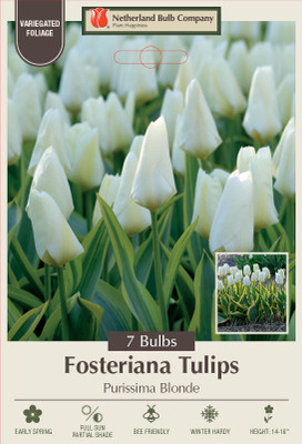 Purissima Blonde Fosteriana Tulip 7 Bulbs - 12/+ cm Bulbs