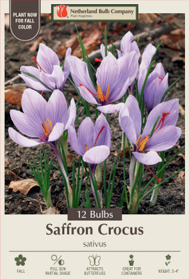 Saffron Crocus - Crocus sativus - 9/+ cm Bulbs -12 Bulbs