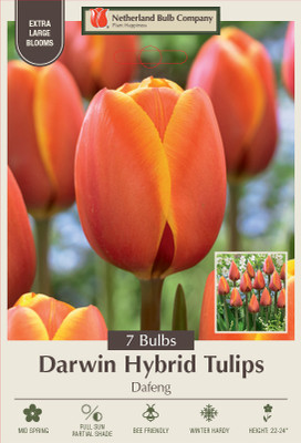 Dafeng Tulip - Darwin Hybrid Tulip - 12/+ cm Bulbs - 7 Bulbs